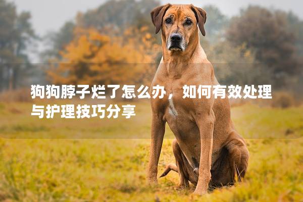 狗狗脖子烂了怎么办，如何有效处理与护理技巧分享