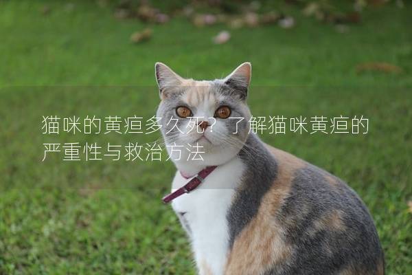 猫咪的黄疸多久死？了解猫咪黄疸的严重性与救治方法