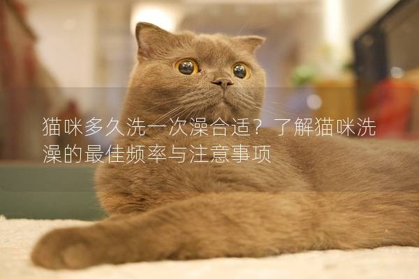 猫咪多久洗一次澡合适？了解猫咪洗澡的最佳频率与注意事项