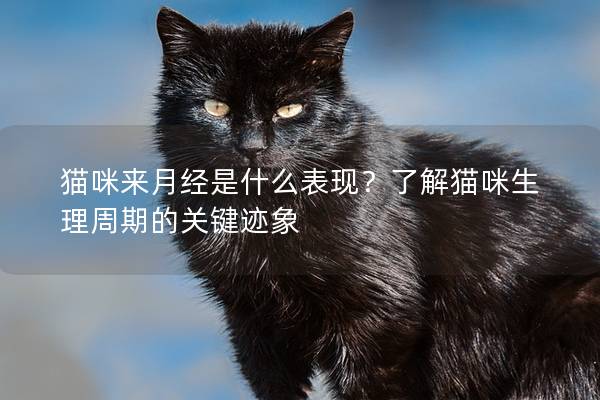 猫咪来月经是什么表现？了解猫咪生理周期的关键迹象