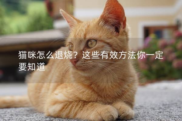 猫咪怎么退烧？这些有效方法你一定要知道