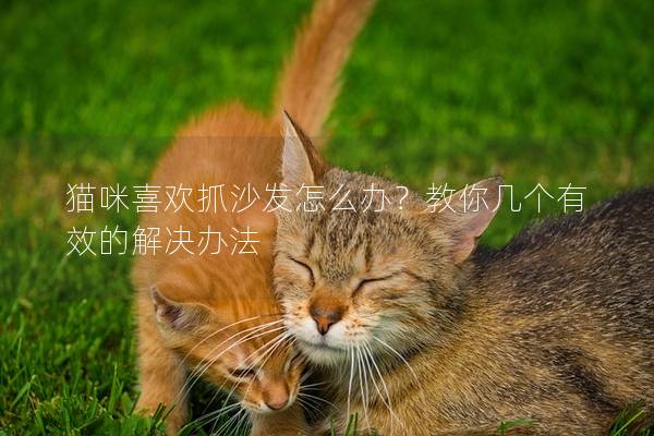 猫咪喜欢抓沙发怎么办？教你几个有效的解决办法