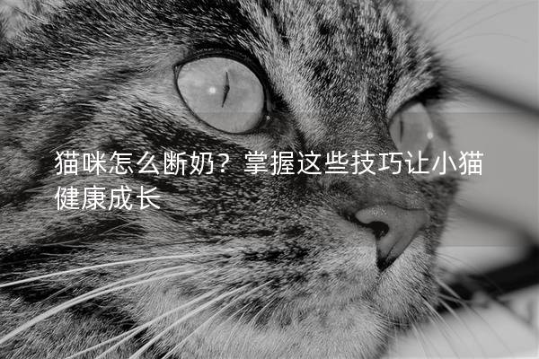 猫咪怎么断奶？掌握这些技巧让小猫健康成长