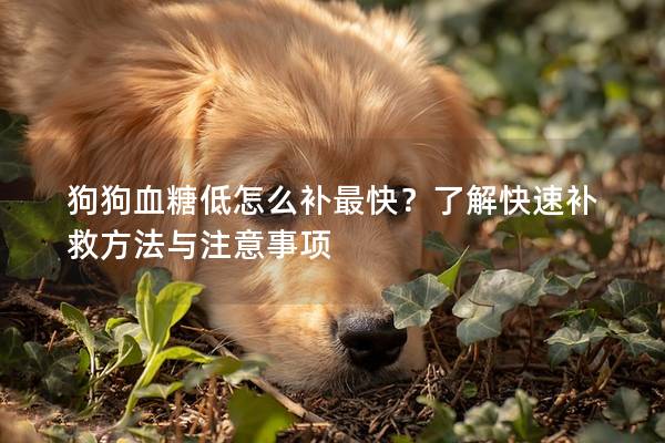 狗狗血糖低怎么补最快？了解快速补救方法与注意事项