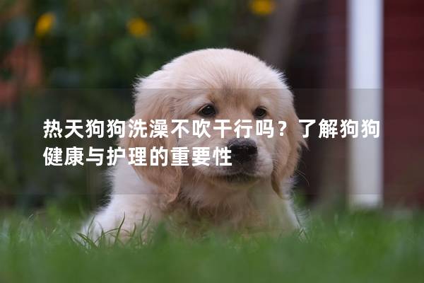 热天狗狗洗澡不吹干行吗？了解狗狗健康与护理的重要性