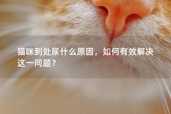 猫咪到处尿什么原因，如何有效解决这一问题？