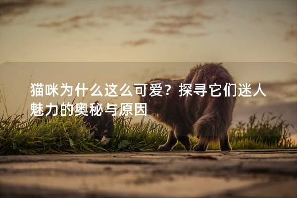 猫咪为什么这么可爱？探寻它们迷人魅力的奥秘与原因