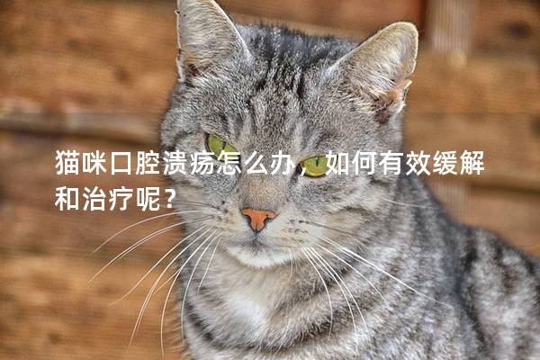 猫咪口腔溃疡怎么办，如何有效缓解和治疗呢？