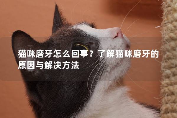 猫咪磨牙怎么回事？了解猫咪磨牙的原因与解决方法