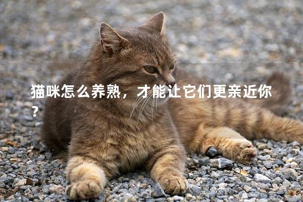 猫咪怎么养熟，才能让它们更亲近你？