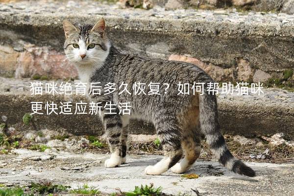 猫咪绝育后多久恢复？如何帮助猫咪更快适应新生活