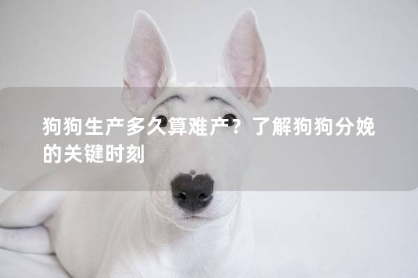 狗狗生产多久算难产？了解狗狗分娩的关键时刻