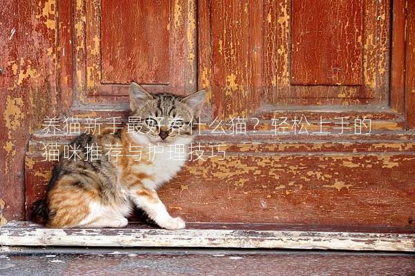 养猫新手最好养什么猫？轻松上手的猫咪推荐与护理技巧