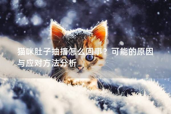 猫咪肚子抽搐怎么回事？可能的原因与应对方法分析