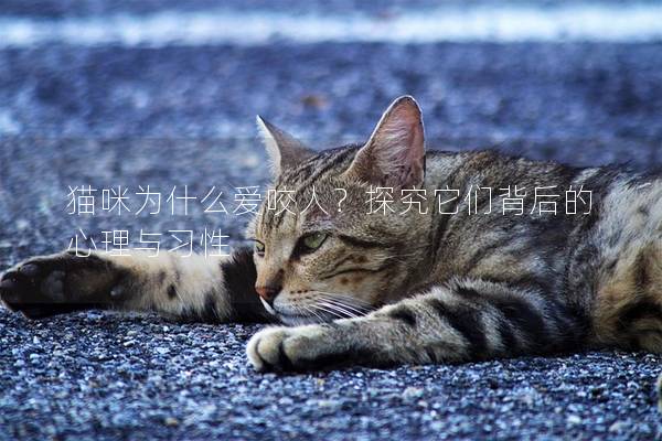 猫咪为什么爱咬人？探究它们背后的心理与习性