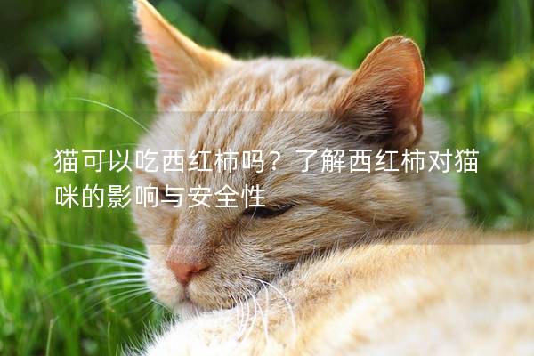 猫可以吃西红柿吗？了解西红柿对猫咪的影响与安全性