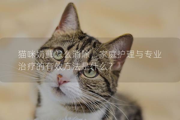 猫咪奶藓怎么消除，家庭护理与专业治疗的有效方法是什么？