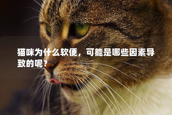 猫咪为什么软便，可能是哪些因素导致的呢？