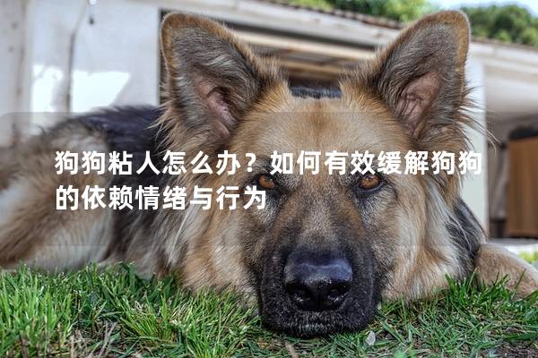 狗狗粘人怎么办？如何有效缓解狗狗的依赖情绪与行为