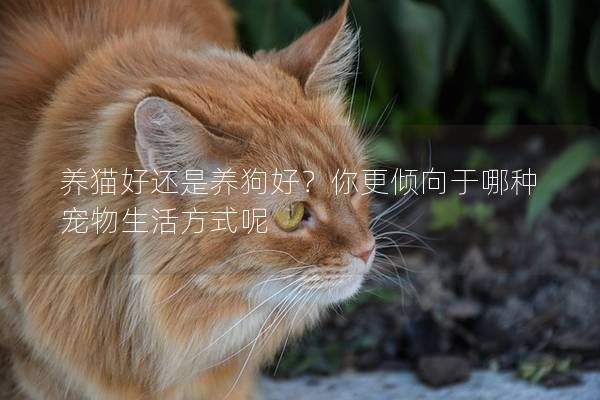 养猫好还是养狗好？你更倾向于哪种宠物生活方式呢