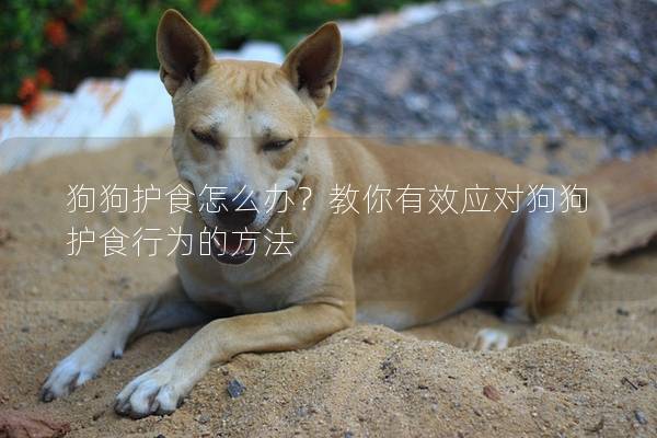 狗狗护食怎么办？教你有效应对狗狗护食行为的方法