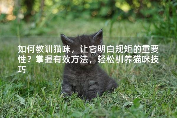 如何教训猫咪，让它明白规矩的重要性？掌握有效方法，轻松驯养猫咪技巧