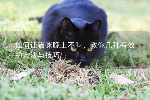 如何让猫咪晚上不叫，教你几种有效的方法与技巧