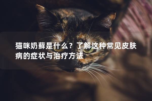 猫咪奶藓是什么？了解这种常见皮肤病的症状与治疗方法