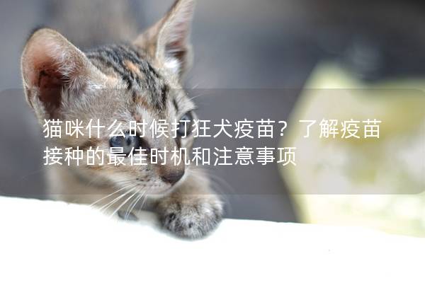 猫咪什么时候打狂犬疫苗？了解疫苗接种的最佳时机和注意事项