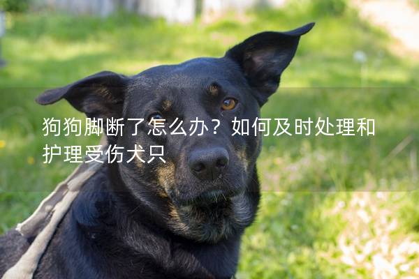 狗狗脚断了怎么办？如何及时处理和护理受伤犬只