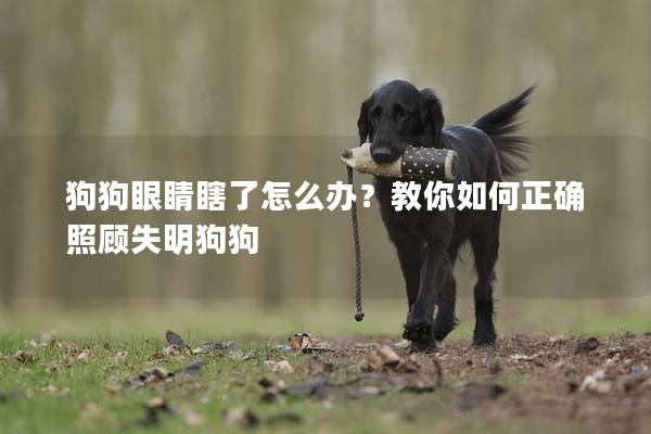 狗狗眼睛瞎了怎么办？教你如何正确照顾失明狗狗