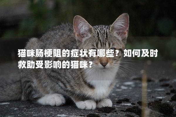 猫咪肠梗阻的症状有哪些？如何及时救助受影响的猫咪？