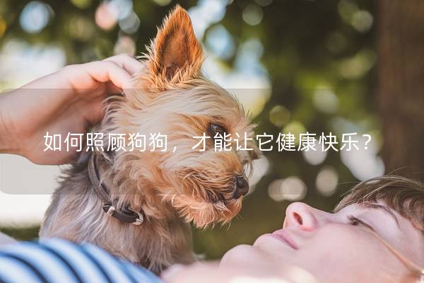 如何照顾狗狗，才能让它健康快乐？