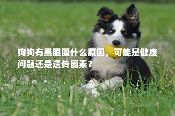 狗狗有黑眼圈什么原因，可能是健康问题还是遗传因素？