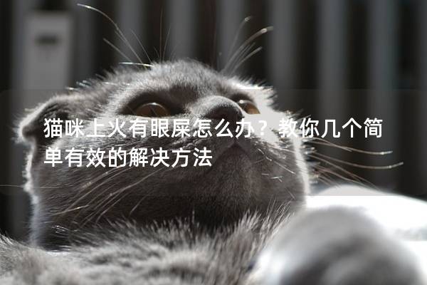 猫咪上火有眼屎怎么办？教你几个简单有效的解决方法