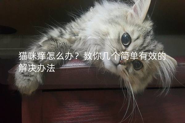 猫咪痒怎么办？教你几个简单有效的解决办法