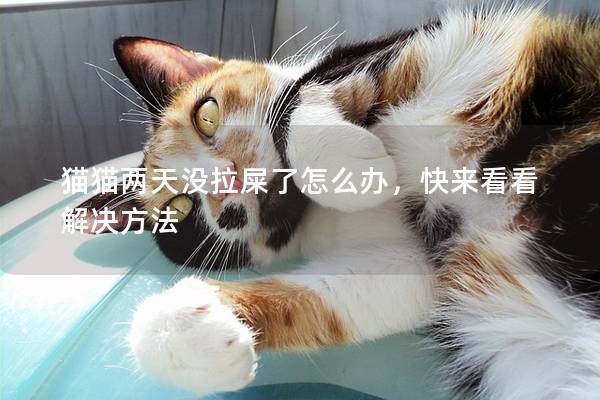 猫猫两天没拉屎了怎么办，快来看看解决方法