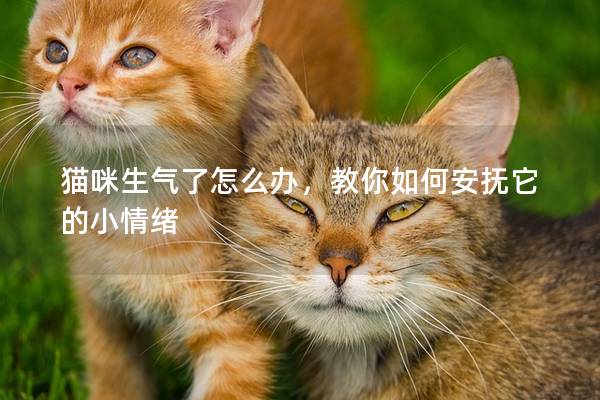 猫咪生气了怎么办，教你如何安抚它的小情绪