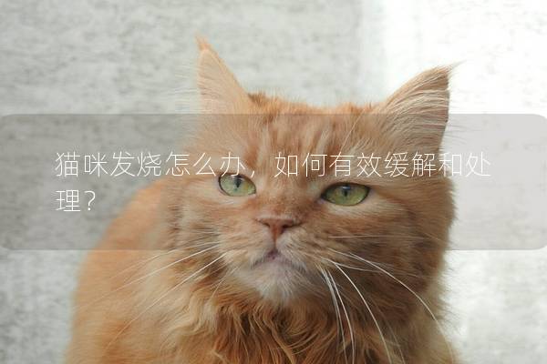 猫咪发烧怎么办，如何有效缓解和处理？