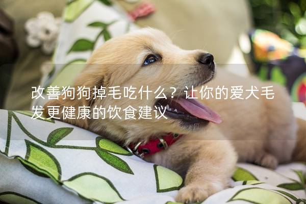 改善狗狗掉毛吃什么？让你的爱犬毛发更健康的饮食建议