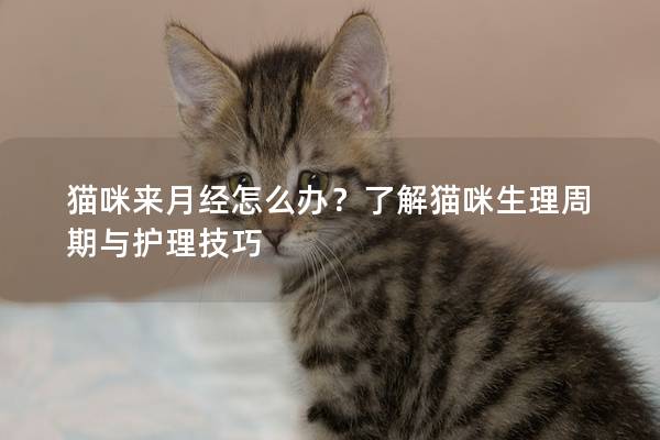 猫咪来月经怎么办？了解猫咪生理周期与护理技巧