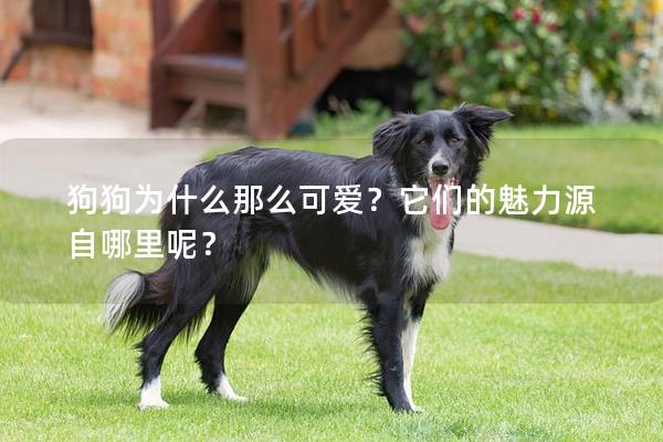 狗狗为什么那么可爱？它们的魅力源自哪里呢？