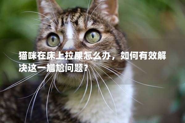 猫咪在床上拉屎怎么办，如何有效解决这一尴尬问题？