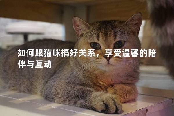 如何跟猫咪搞好关系，享受温馨的陪伴与互动