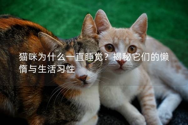 猫咪为什么一直睡觉？揭秘它们的懒惰与生活习性