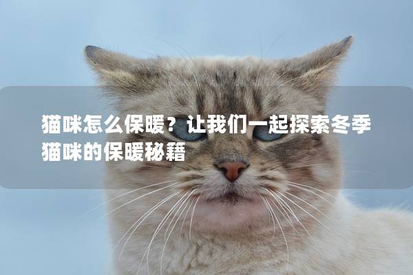 猫咪怎么保暖？让我们一起探索冬季猫咪的保暖秘籍