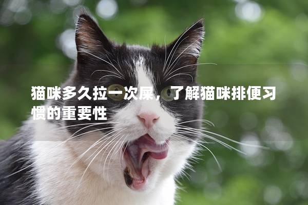 猫咪多久拉一次屎，了解猫咪排便习惯的重要性