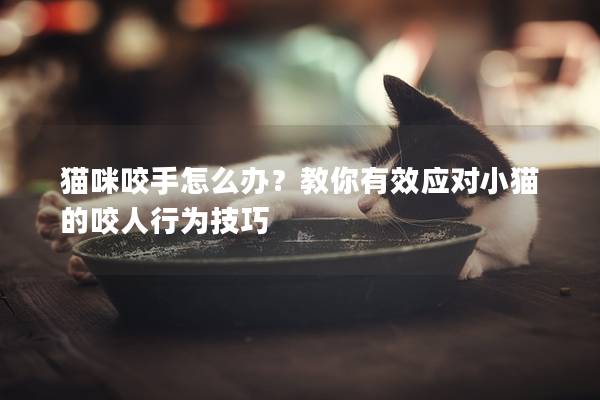 猫咪咬手怎么办？教你有效应对小猫的咬人行为技巧