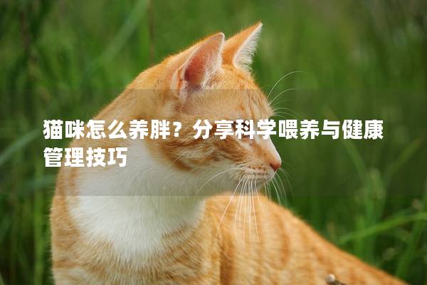 猫咪怎么养胖？分享科学喂养与健康管理技巧