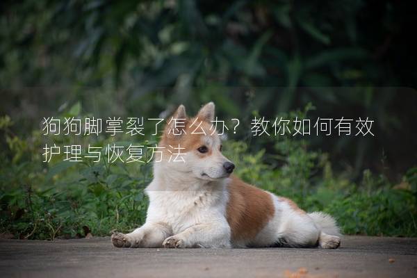 狗狗脚掌裂了怎么办？教你如何有效护理与恢复方法